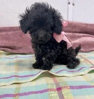 Ebony, a female Maltipoo for sale in Franklinton, LA – 2 of 4