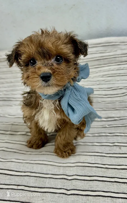 Tripp – Yorkipoo puppy for sale in Franklinton, LA