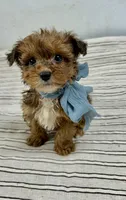 Tripp, a male Yorkipoo for sale in Franklinton, LA – 1 of 6