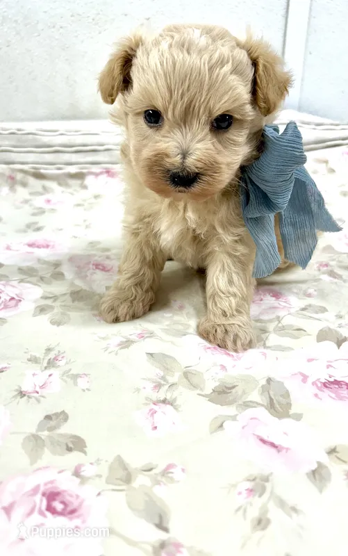Drew  – Maltipoo puppy for sale in Franklinton, LA