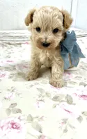Drew , a male Maltipoo for sale in Franklinton, LA – 1 of 3