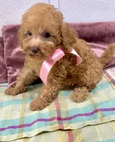 Coco , a female Poodle - Toy  for sale in Franklinton, LA – 3 of 3