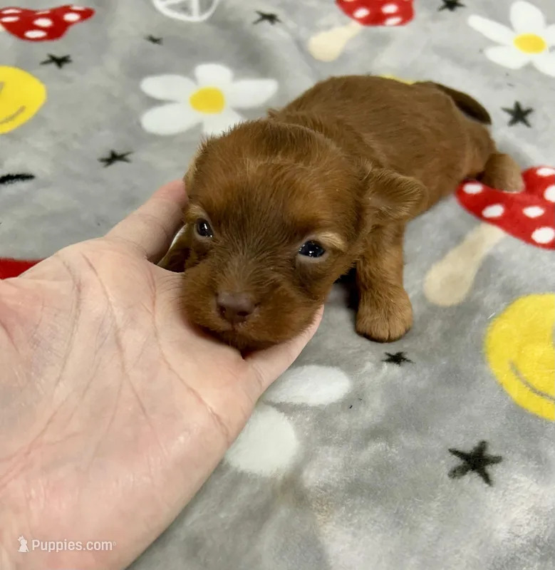 Brice , a male Yorkipoo for sale in Franklinton, LA – Photo 1 of 5