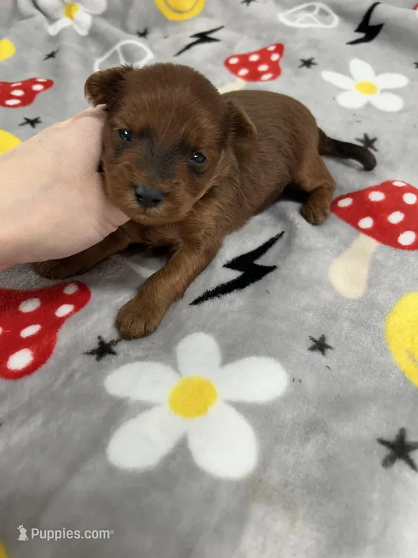 Brice  – Yorkipoo puppy for sale in Franklinton, LA