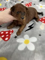 Brice , a male Yorkipoo for sale in Franklinton, LA – Photo 3 of 5