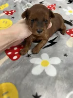 Brice , a male Yorkipoo for sale in Franklinton, LA – Photo 4 of 5