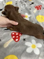 Brice , a male Yorkipoo for sale in Franklinton, LA – Photo 5 of 5