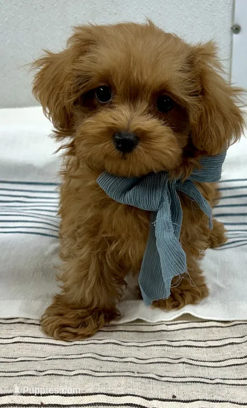 Jacob  – Maltipoo, Poodle - Toy  puppy for sale in Franklinton, LA