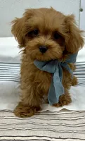 Jacob , a male Maltipoo and Poodle - Toy  for sale in Franklinton, LA – 1 of 4