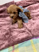 Jacob , a male Maltipoo and Poodle - Toy  for sale in Franklinton, LA – 2 of 4