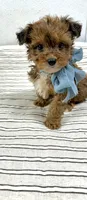 Tripp, a male Yorkipoo for sale in Franklinton, LA – 5 of 6