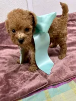 Duke , a male Maltipoo and Poodle - Toy  for sale in Franklinton, LA – 4 of 4