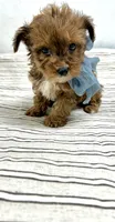 Tripp, a male Yorkipoo for sale in Franklinton, LA – 6 of 6