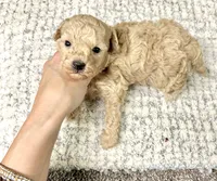 Daisy , a female Maltipoo for sale in Franklinton, LA – 2 of 3