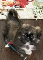 Betsy, a female Shih Tzu for sale in Franklinton, LA – Photo 1 of 4