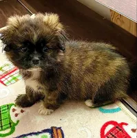 Betsy, a female Shih Tzu for sale in Franklinton, LA – Photo 3 of 4