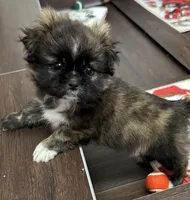 Betsy, a female Shih Tzu for sale in Franklinton, LA – Photo 4 of 4
