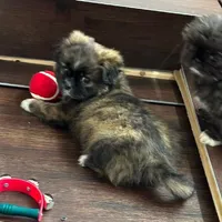 Betsy, a female Shih Tzu for sale in Franklinton, LA – Photo 2 of 4