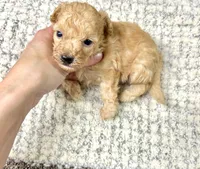 Daisy , a female Maltipoo for sale in Franklinton, LA – 1 of 3