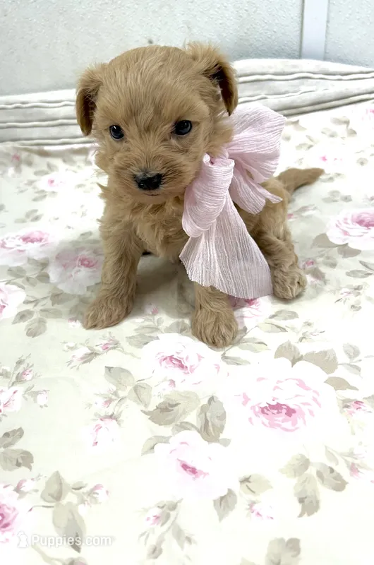 Darcy  – Maltipoo puppy for sale in Franklinton, LA