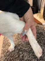 Dime, a female French Bulldog for sale in Houston, TX – 7 of 10