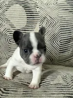 Dime, a female French Bulldog for sale in Houston, TX – 10 of 10
