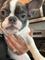 Dime, a female French Bulldog for sale in Houston, TX – 2 of 10