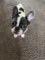Dime, a female French Bulldog for sale in Houston, TX – 4 of 10