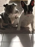 Dime, a female French Bulldog for sale in Houston, TX – 3 of 10