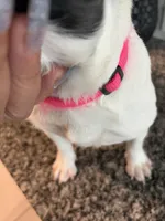Dime, a female French Bulldog for sale in Houston, TX – 9 of 10