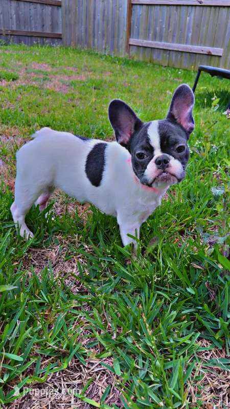Dime – French Bulldog puppy for sale in Houston, TX