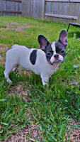 Dime, a female French Bulldog for sale in Houston, TX – 1 of 10