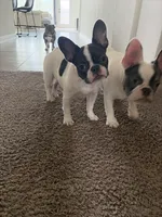 Dime, a female French Bulldog for sale in Houston, TX – 5 of 10