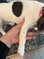 Dime, a female French Bulldog for sale in Houston, TX – 8 of 10