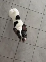 Dime, a female French Bulldog for sale in Houston, TX – 6 of 10