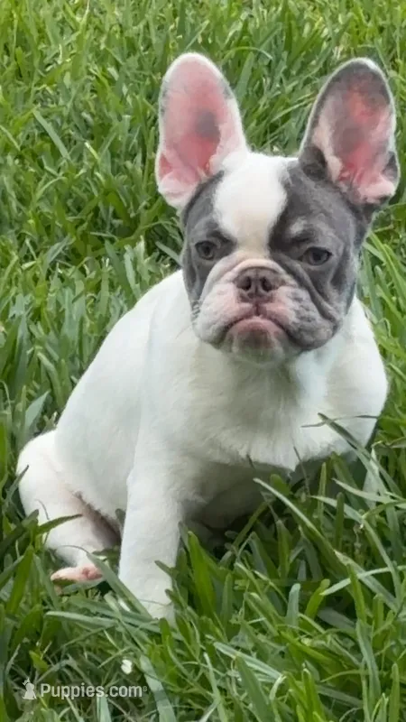 Quarta  – French Bulldog puppy for sale in Houston, TX