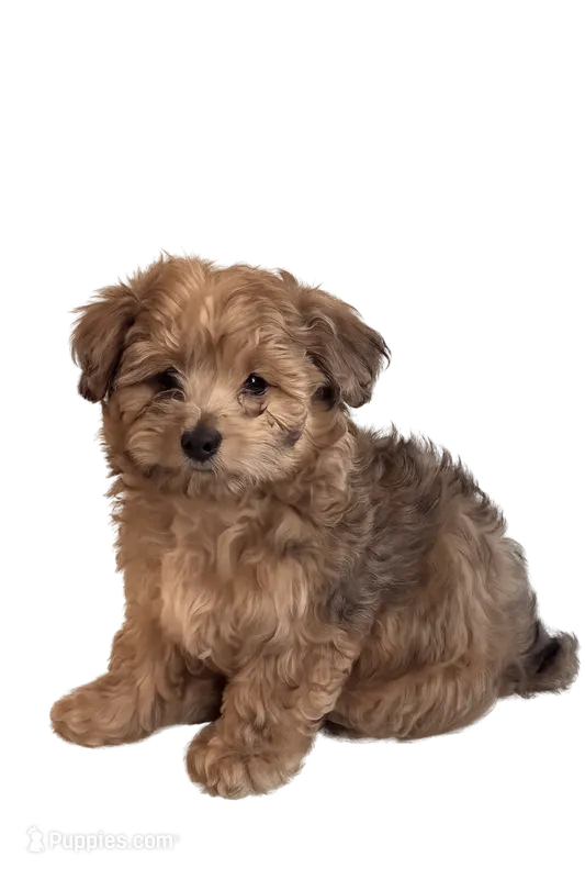 Oakley – Shihpoo puppy for sale in Orlando, FL