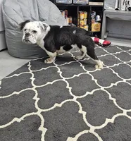 processed/70a32901-1227-4786-8f51-9b97f55350c8/listing/d27a853c-7e01-42d5-95d0-5619da464cf4/aacd7e09-d240-43e4-ba34-0d9d8c872f8e