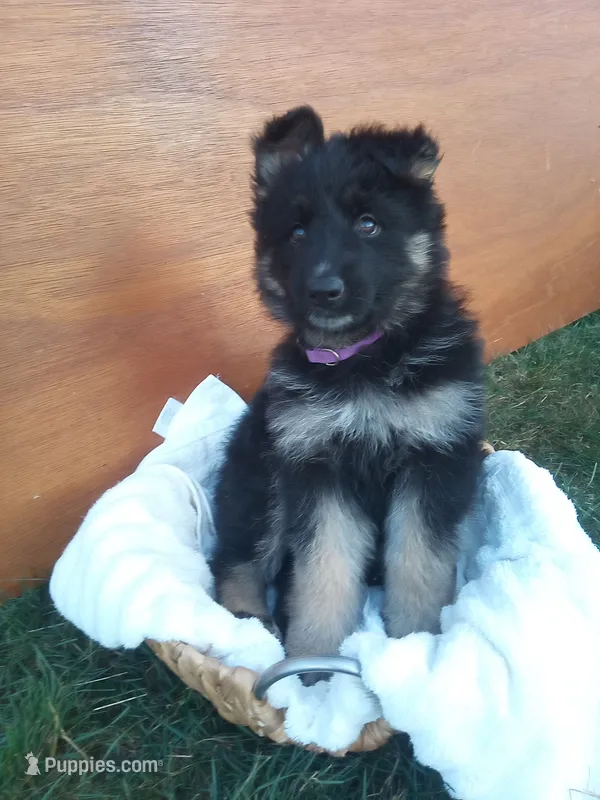 Ashley – German Shepherd Dog puppy for sale in Dundee, OH