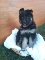 Ashley, a female German Shepherd Dog for sale in Dundee, OH – 1 of 1