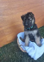 Angelena, a female German Shepherd Dog for sale in Dundee, OH – 1 of 1