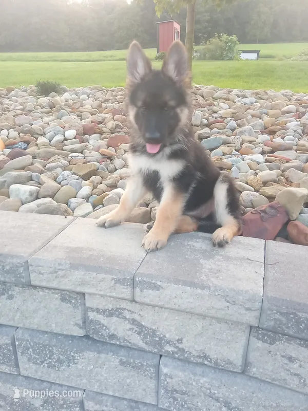 Arielle – German Shepherd Dog puppy for sale in Dundee, OH