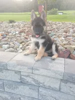 Arielle, a female German Shepherd Dog for sale in Dundee, OH – 1 of 1