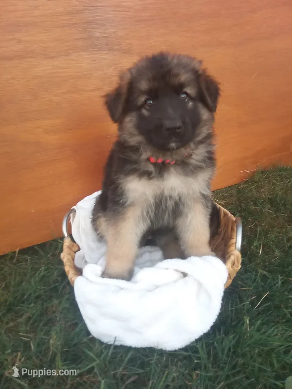 Angie – German Shepherd Dog puppy for sale in Dundee, OH