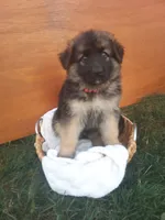 Angie, a female German Shepherd Dog for sale in Dundee, OH – 1 of 1