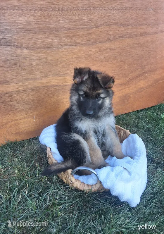 Ariah – German Shepherd Dog puppy for sale in Dundee, OH