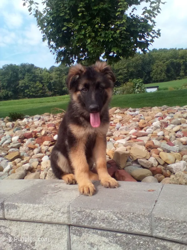 Angelena – German Shepherd Dog puppy for sale in Dundee, OH