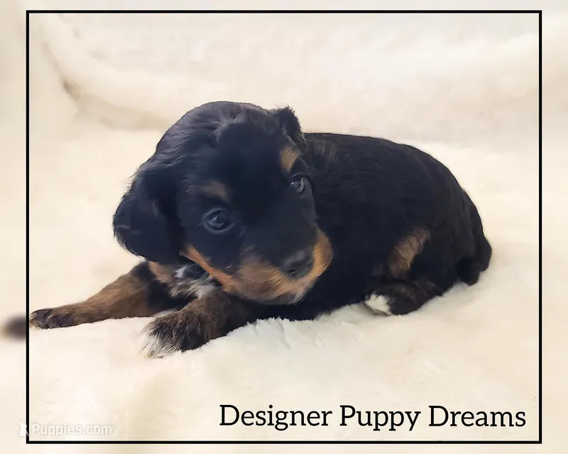 Sugar – Cockapoo puppy for sale in Texarkana, TX
