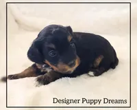 Sugar, a female Cockapoo for sale in Texarkana, TX – Photo 1 of 4