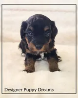 Sugar, a female Cockapoo for sale in Texarkana, TX – Photo 2 of 4